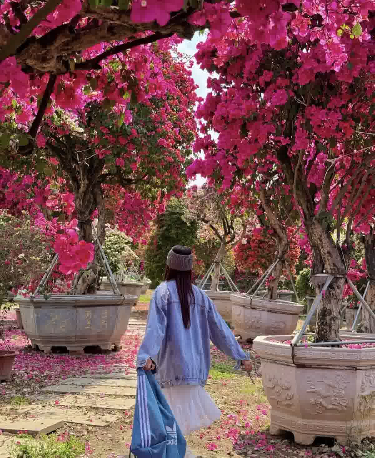 三角梅花园小径 Bougainvillea Garden Path