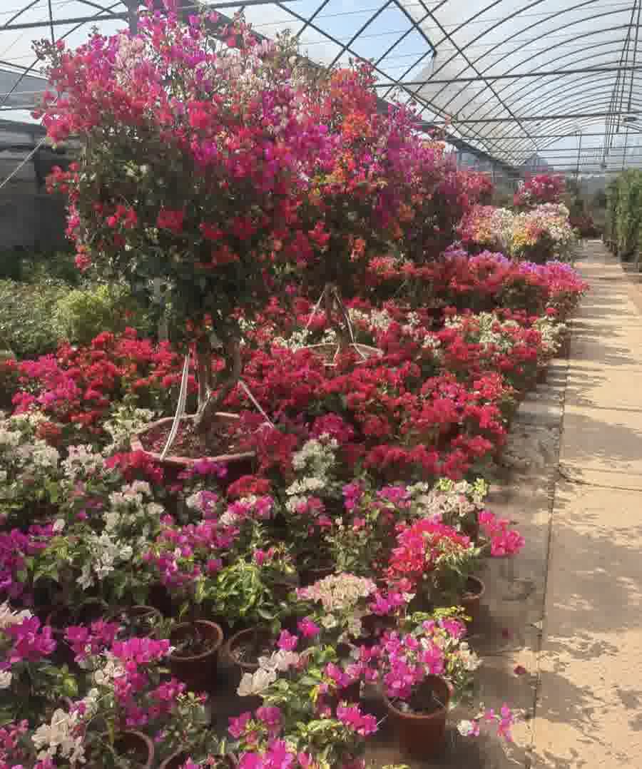 大型乔化三角梅 Large Standard Trees
