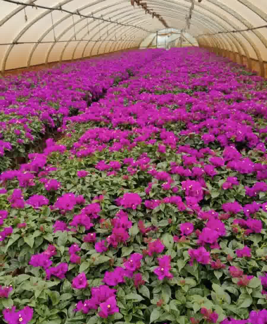 盆栽小苗 Potted Seedlings