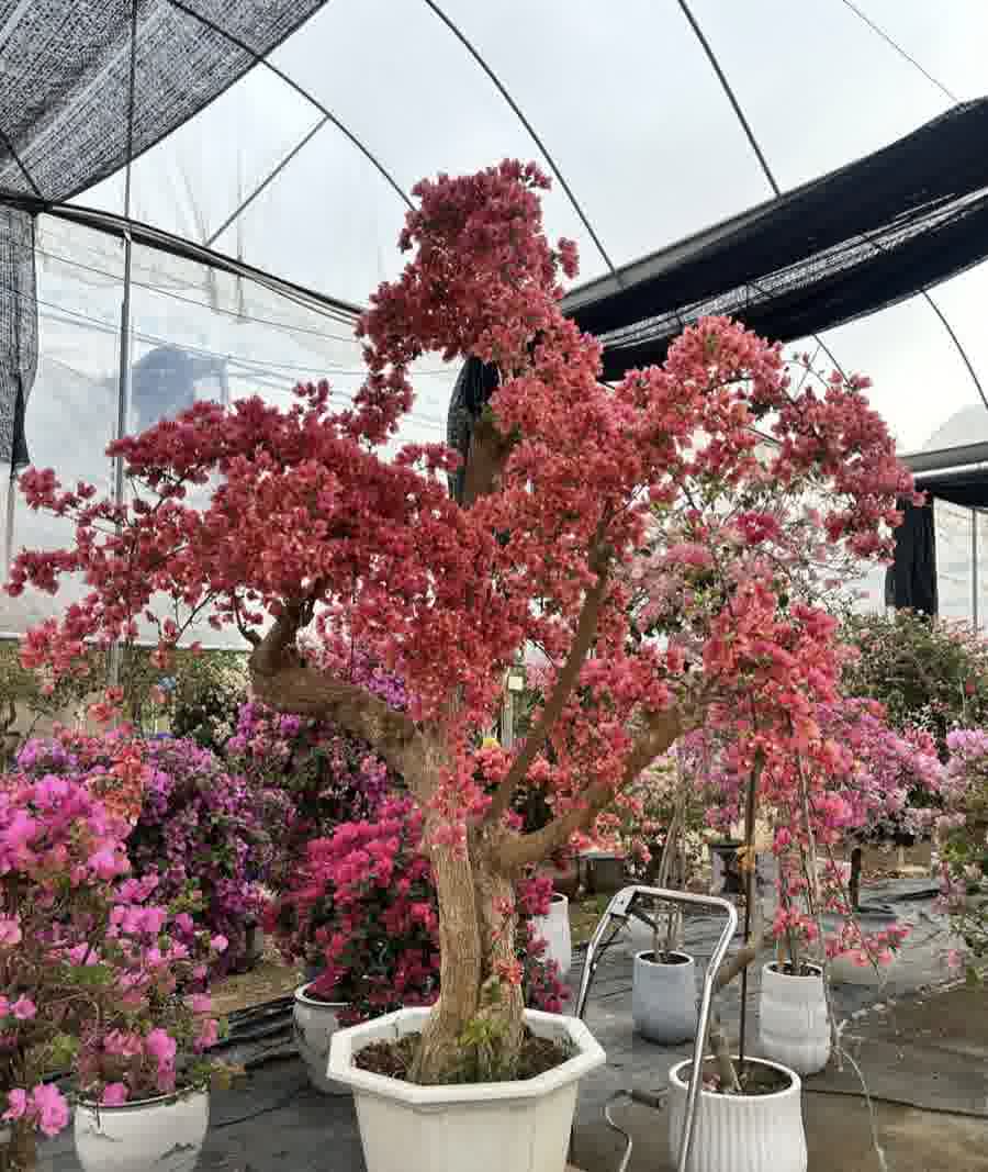 造型景观树 Ornamental Shaped Trees